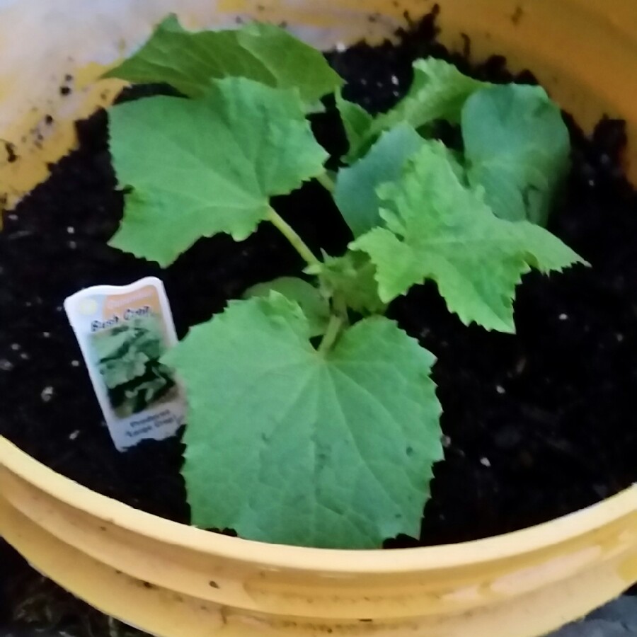 Cucumber Bush Crop in the GardenTags plant encyclopedia