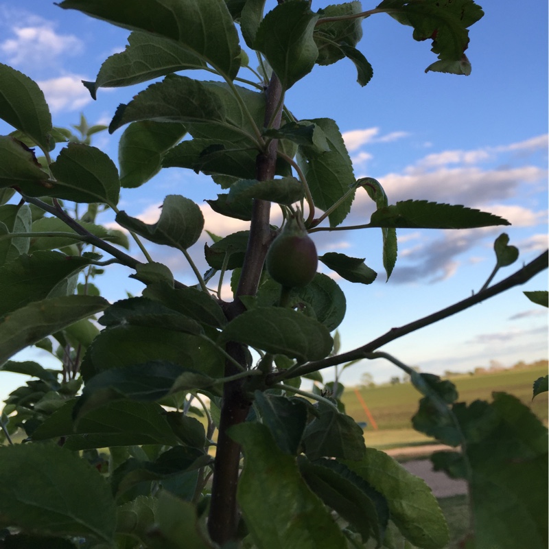 Apple Honeycrisp in the GardenTags plant encyclopedia