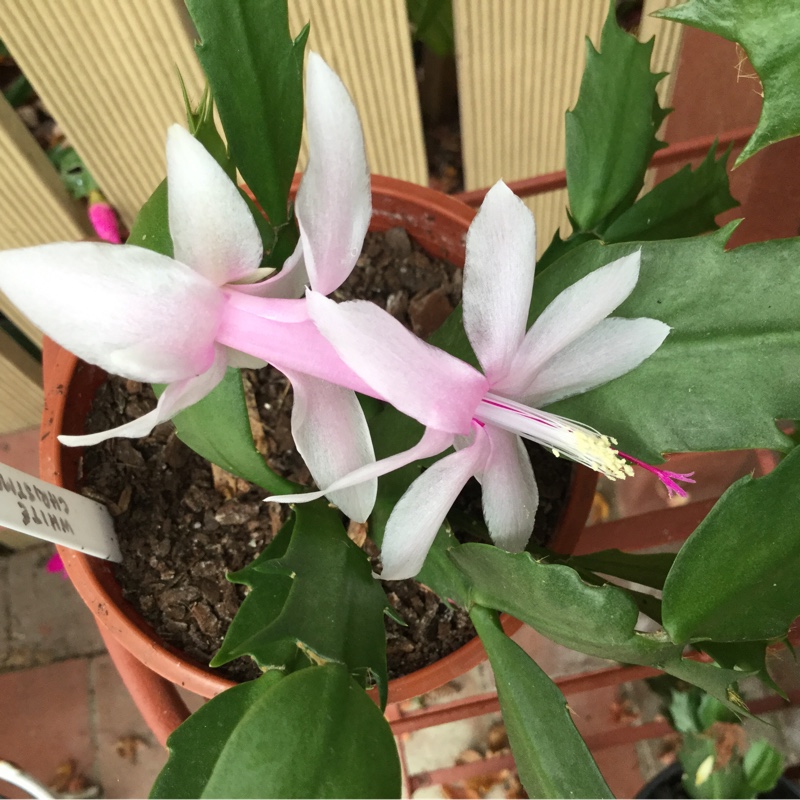 Zygo Cactus White Christmas in the GardenTags plant encyclopedia