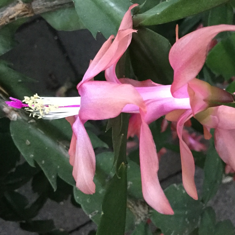 Zygo Cactus Strawberry Fantasy in the GardenTags plant encyclopedia