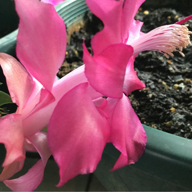 Zygo Cactus Rosebud in the GardenTags plant encyclopedia