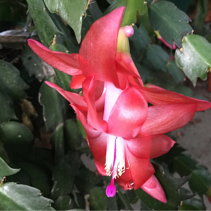 Zygocactus Orange Fantasy in the GardenTags plant encyclopedia