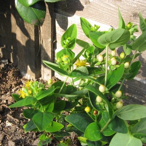 Hypericum Magical Sunshine in the GardenTags plant encyclopedia