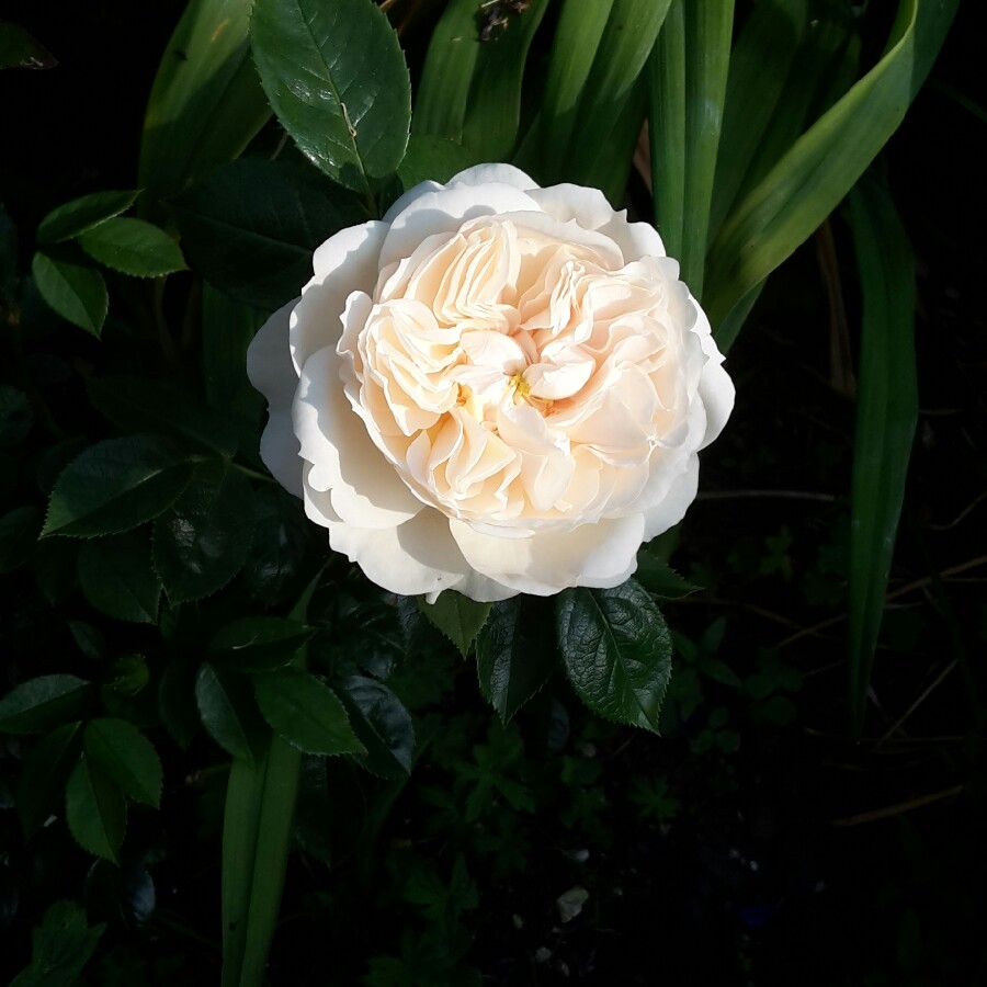 Rose Macmillan Nurse in the GardenTags plant encyclopedia