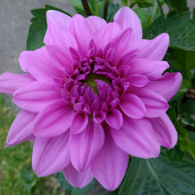 Dahlia Dalina Maxi Cozumel in the GardenTags plant encyclopedia