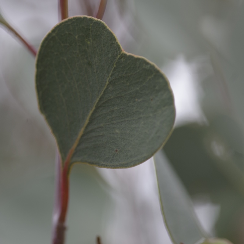 Round-leaved Mallee in the GardenTags plant encyclopedia