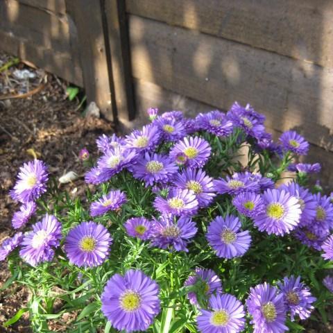 Aster Eventide in the GardenTags plant encyclopedia