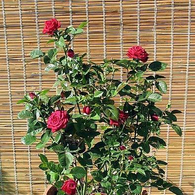 Rose (Miniature) in the GardenTags plant encyclopedia