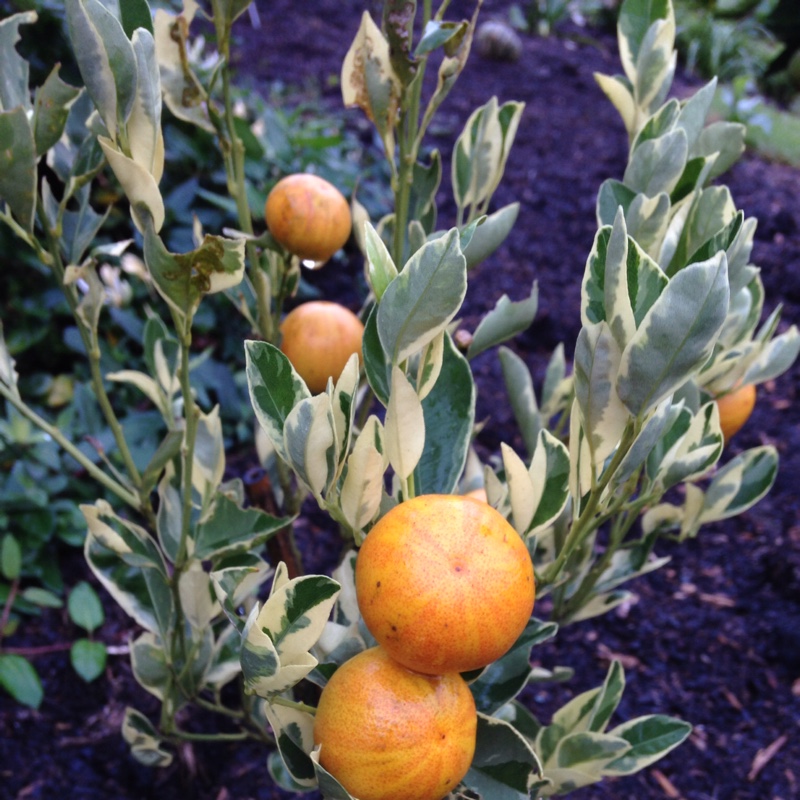 Citrus Tree in the GardenTags plant encyclopedia