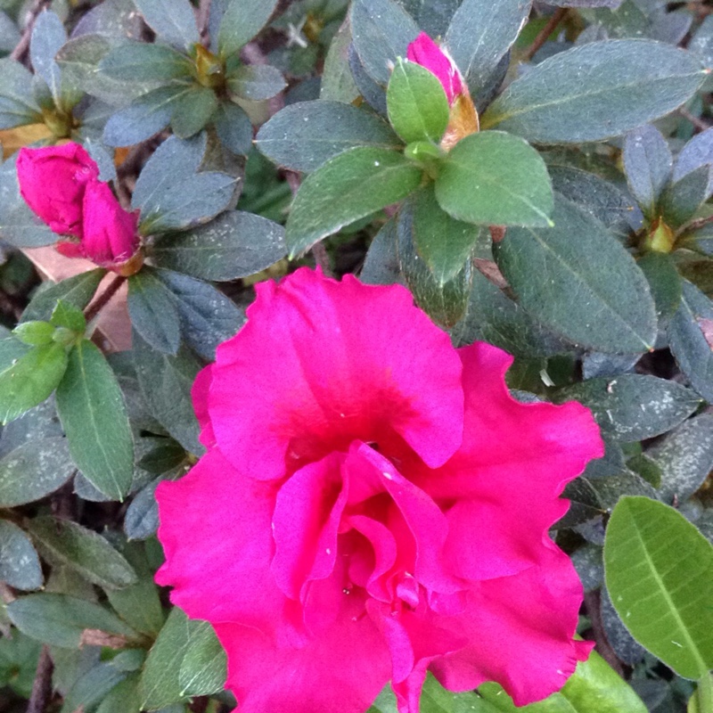 Azalea Red Wing in the GardenTags plant encyclopedia