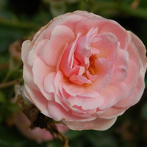 Rose Lovely Bride in the GardenTags plant encyclopedia