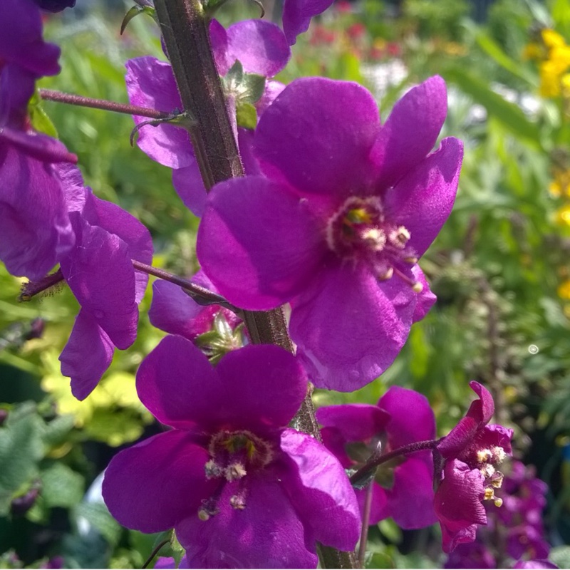 Mullein Temptress Purple in the GardenTags plant encyclopedia