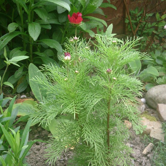 Cosmea Casanova Red in the GardenTags plant encyclopedia