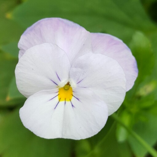 Nemesia Scented Lady in the GardenTags plant encyclopedia