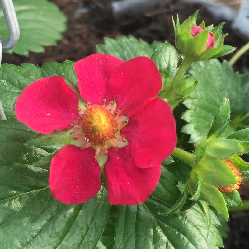 Strawberry Ruby Ann in the GardenTags plant encyclopedia