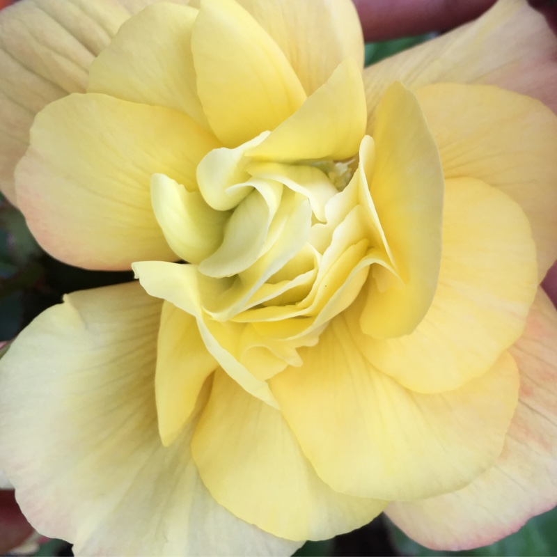 Tuberous Begonia Illumination Apricot Shades in the GardenTags plant encyclopedia