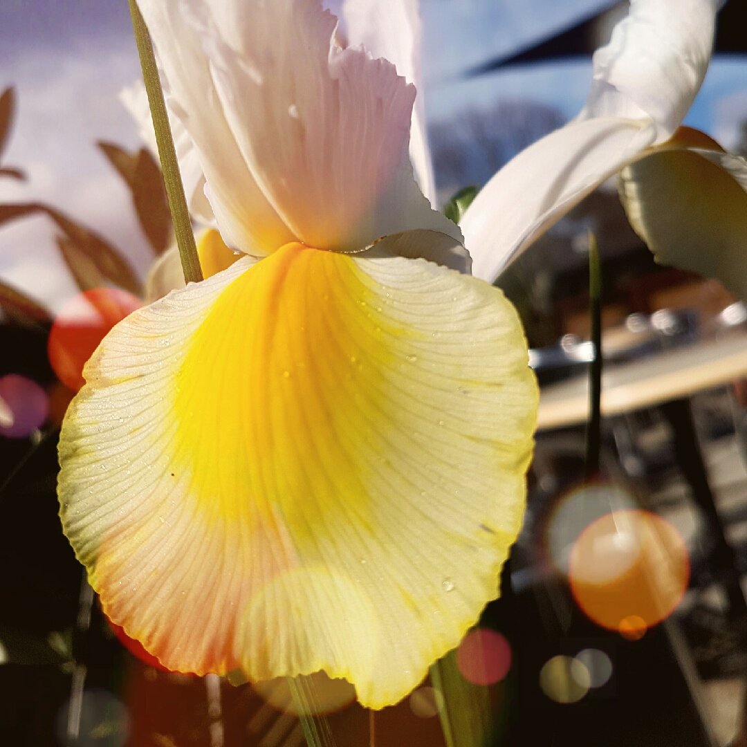 Iris Ally Oops in the GardenTags plant encyclopedia