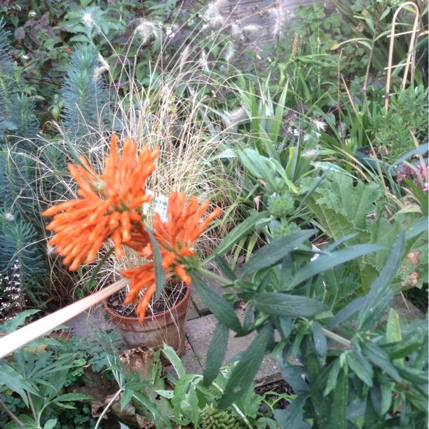 Lions Ear in the GardenTags plant encyclopedia