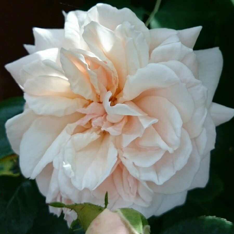 Rose Penny Lane (Climbing) in the GardenTags plant encyclopedia