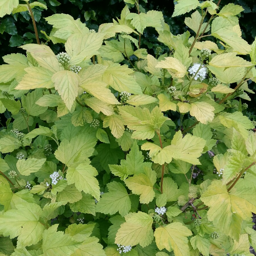 Ninebark Darts Gold in the GardenTags plant encyclopedia