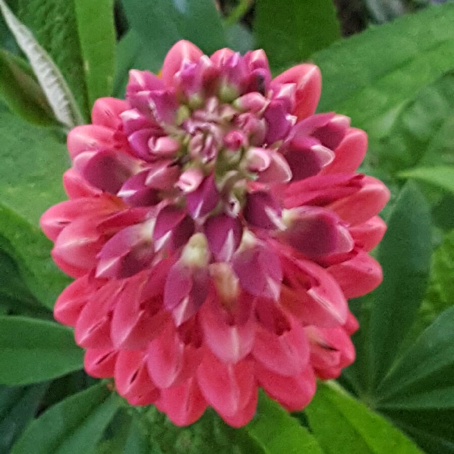 Lupin Towering Inferno in the GardenTags plant encyclopedia