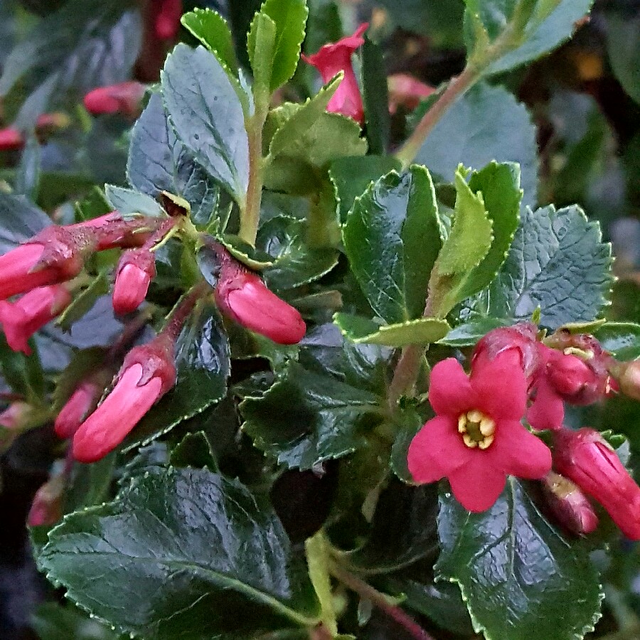 Escallonia Crimson Spire in the GardenTags plant encyclopedia