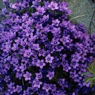 Dalmation Bellflower in the GardenTags plant encyclopedia