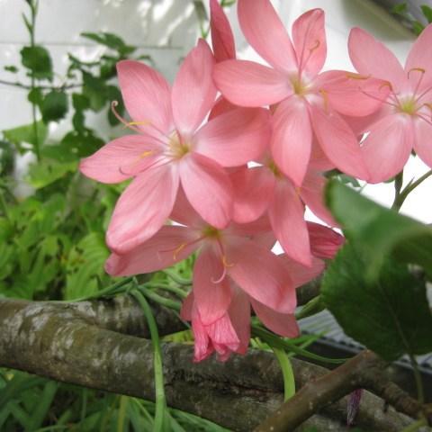 Crimson Flag Lily Mrs Hegarty in the GardenTags plant encyclopedia