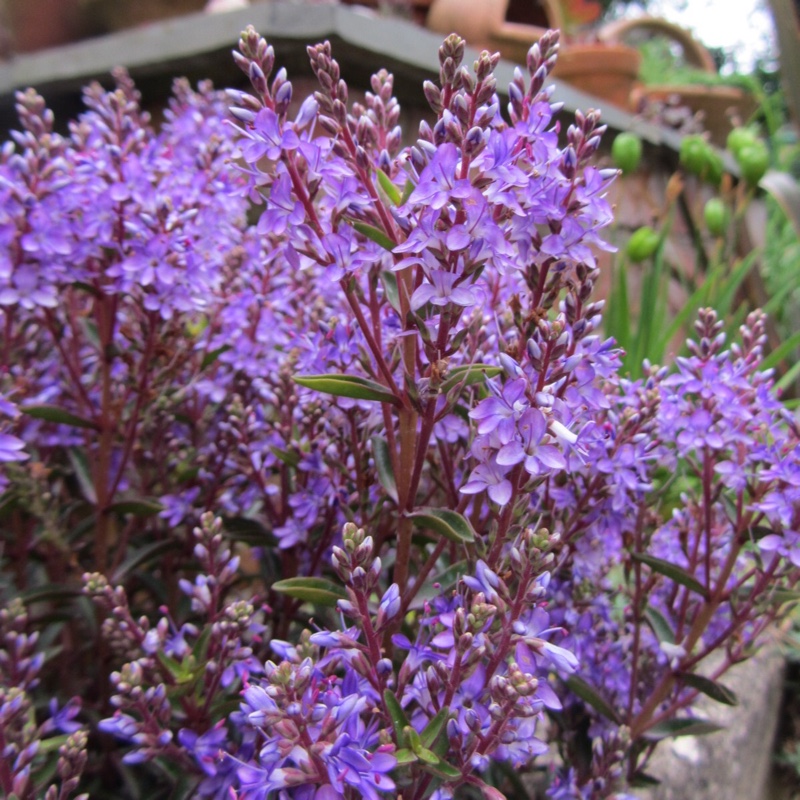 Shrubby Veronica Sangria Sensation in the GardenTags plant encyclopedia