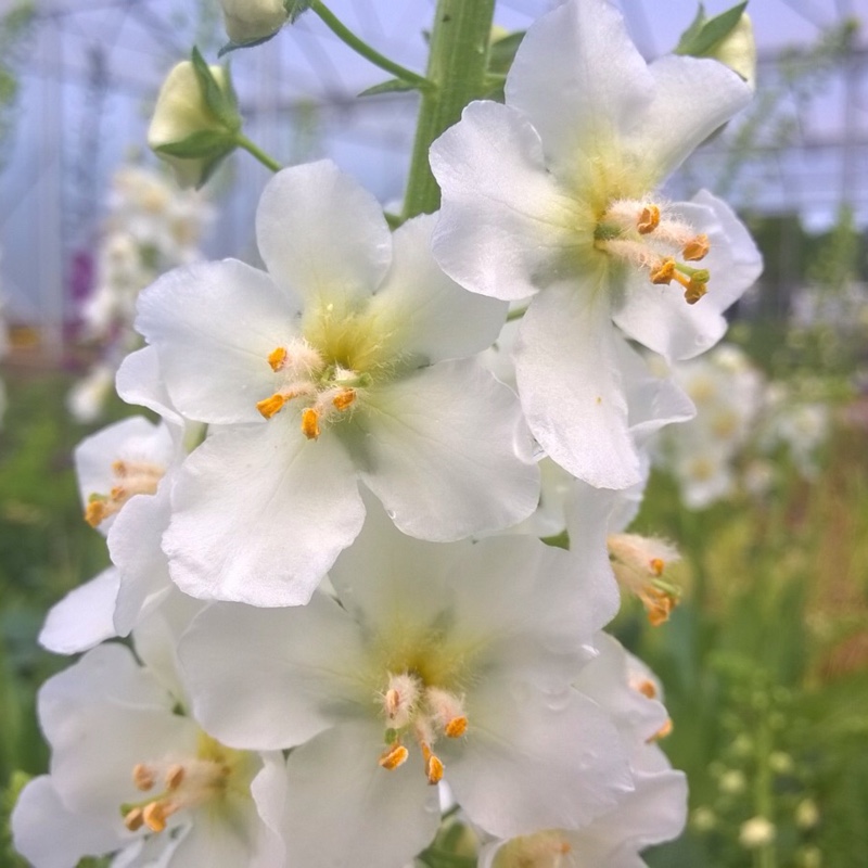 Mullein Temptress White in the GardenTags plant encyclopedia