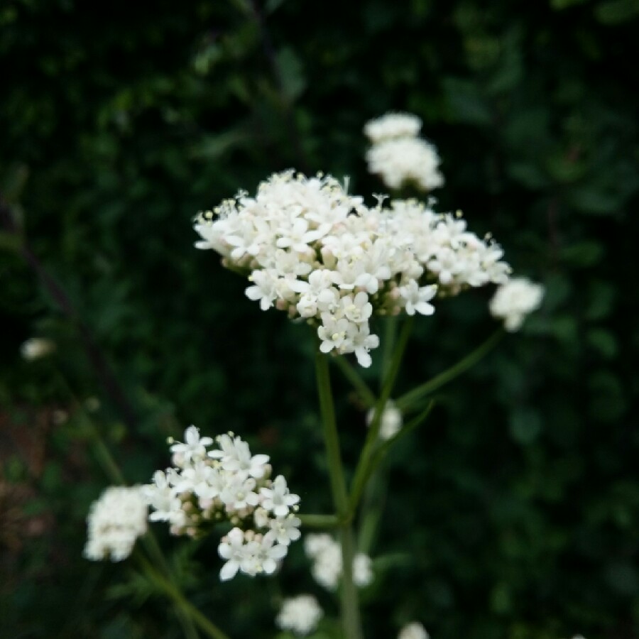 Valerian Spring Sunshine in the GardenTags plant encyclopedia