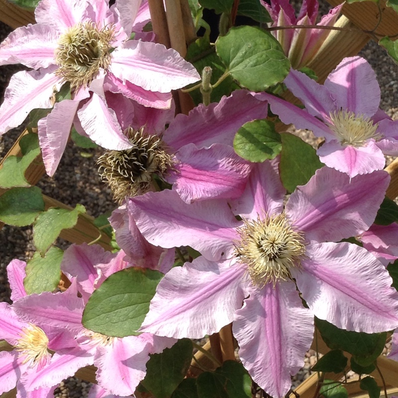 Clematis Abilene in the GardenTags plant encyclopedia