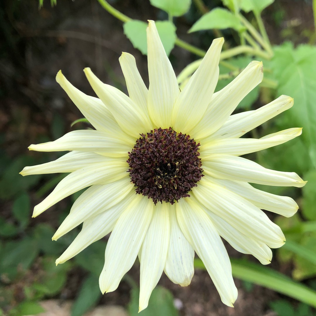 Sunflower Valentine in the GardenTags plant encyclopedia