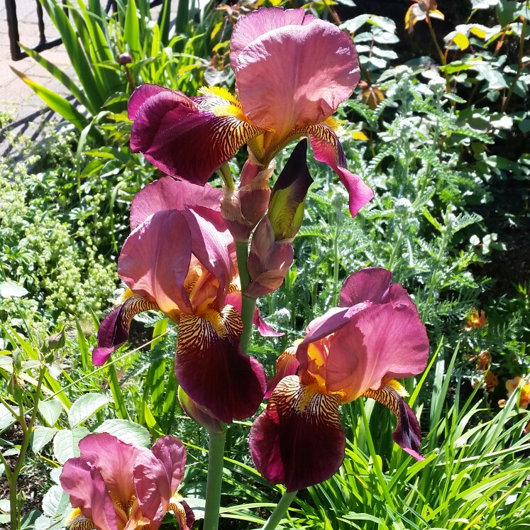 Bearded Iris Indian Chief (Tall) in the GardenTags plant encyclopedia