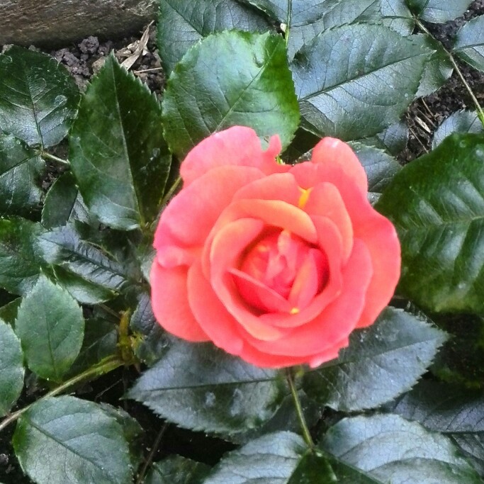 Floribunda Rose Together Forever in the GardenTags plant encyclopedia