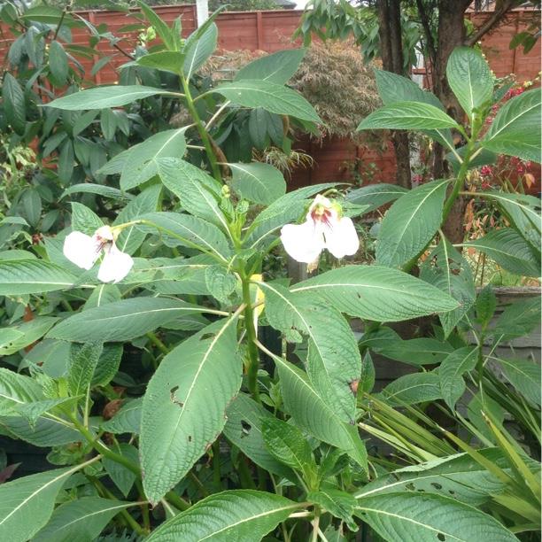 Impatiens tinctoria in the GardenTags plant encyclopedia