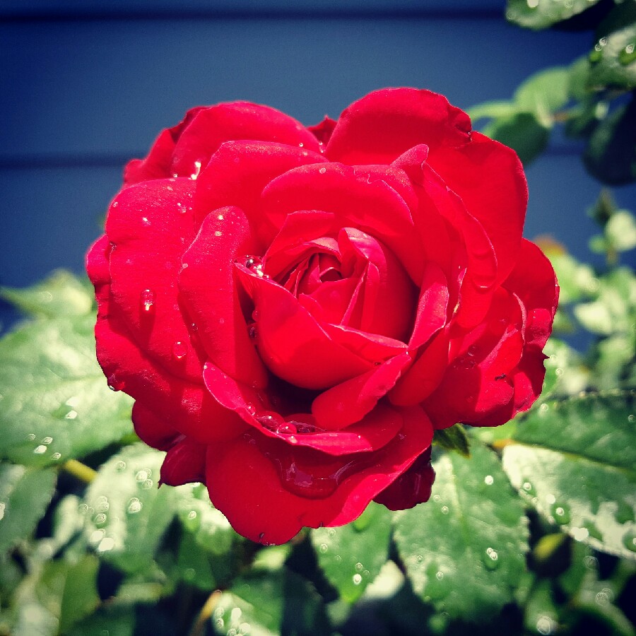 Floribunda Rose Desmond Tutu in the GardenTags plant encyclopedia