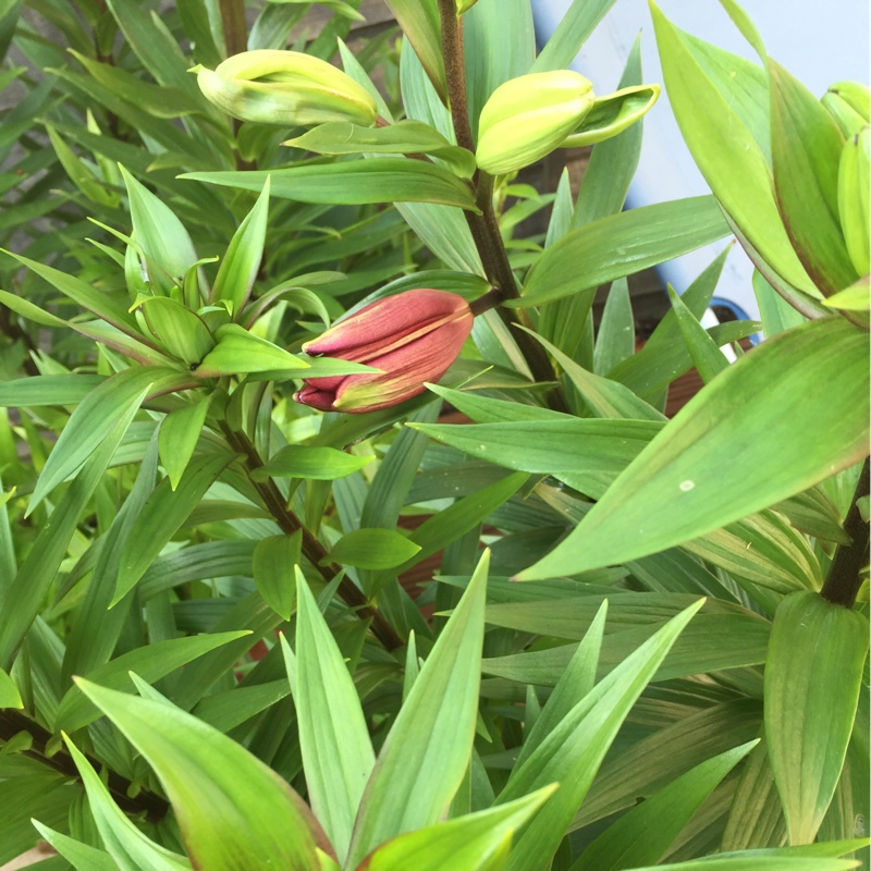 Lily Paintball (Other) in the GardenTags plant encyclopedia