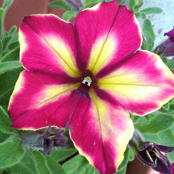 Petunia Mandeville in the GardenTags plant encyclopedia