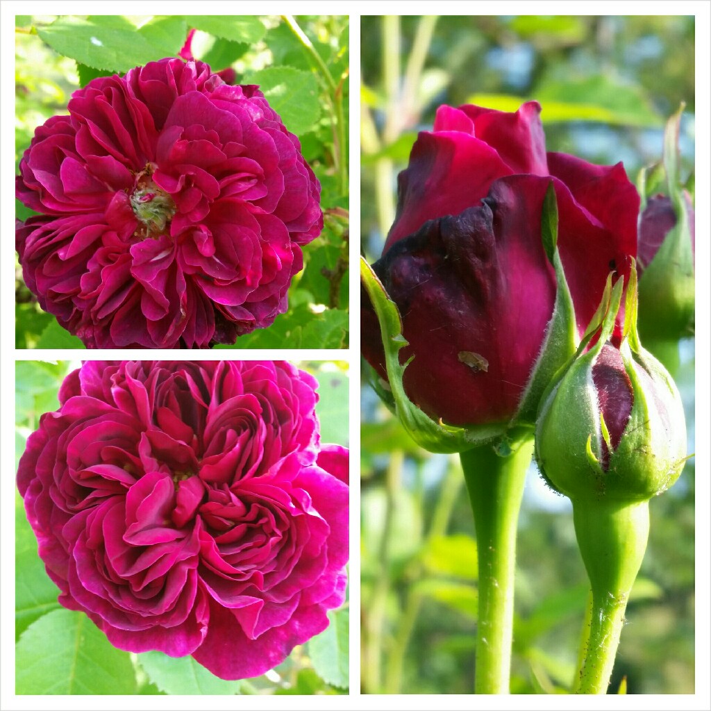 Old Rose Sissinghurst Castle in the GardenTags plant encyclopedia