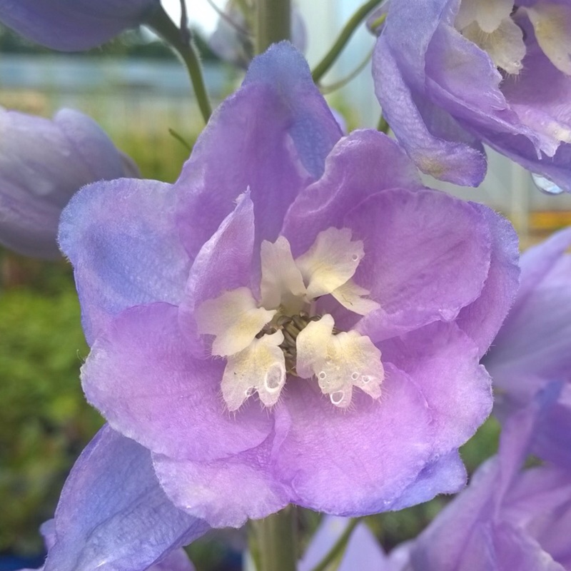 Larkspur Guardian Lavender in the GardenTags plant encyclopedia