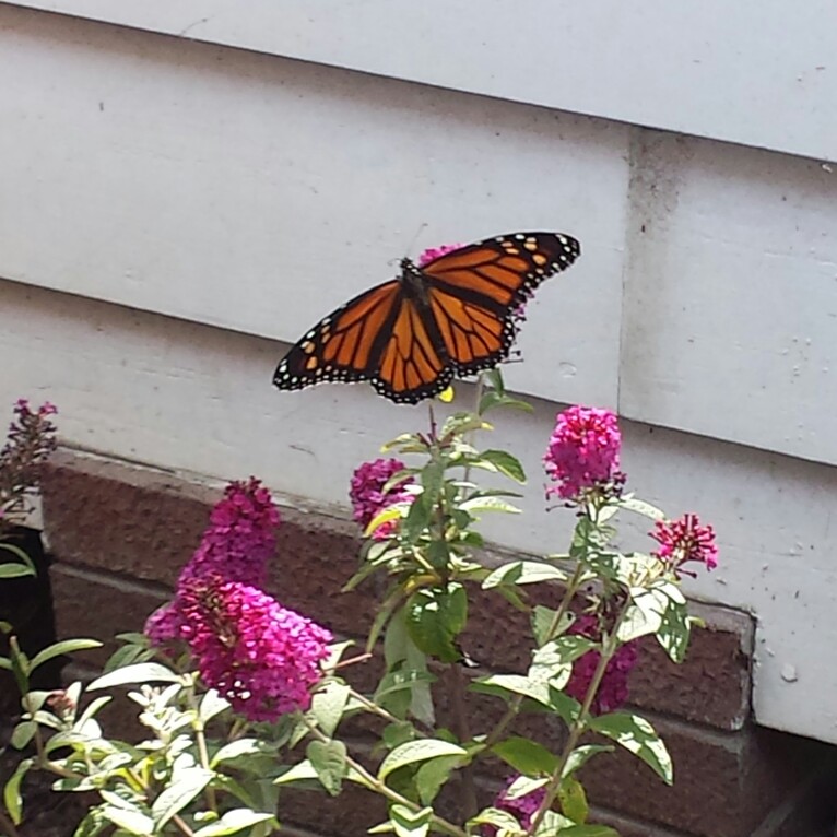 Butterfly Bush Miss Molly in the GardenTags plant encyclopedia