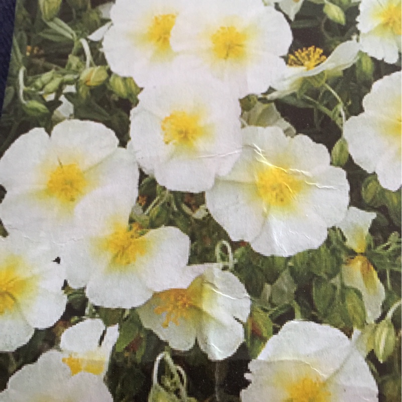 Rock Rose The Bride in the GardenTags plant encyclopedia