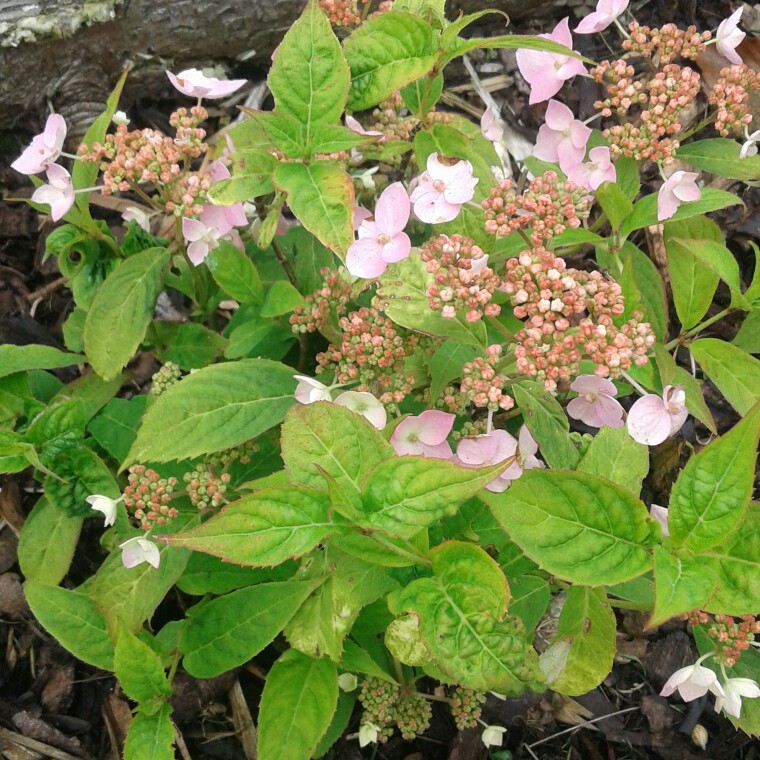 Hydrangea Diadem in the GardenTags plant encyclopedia