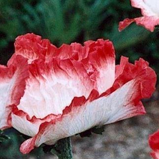 Oriental Poppy Place Pigalle in the GardenTags plant encyclopedia