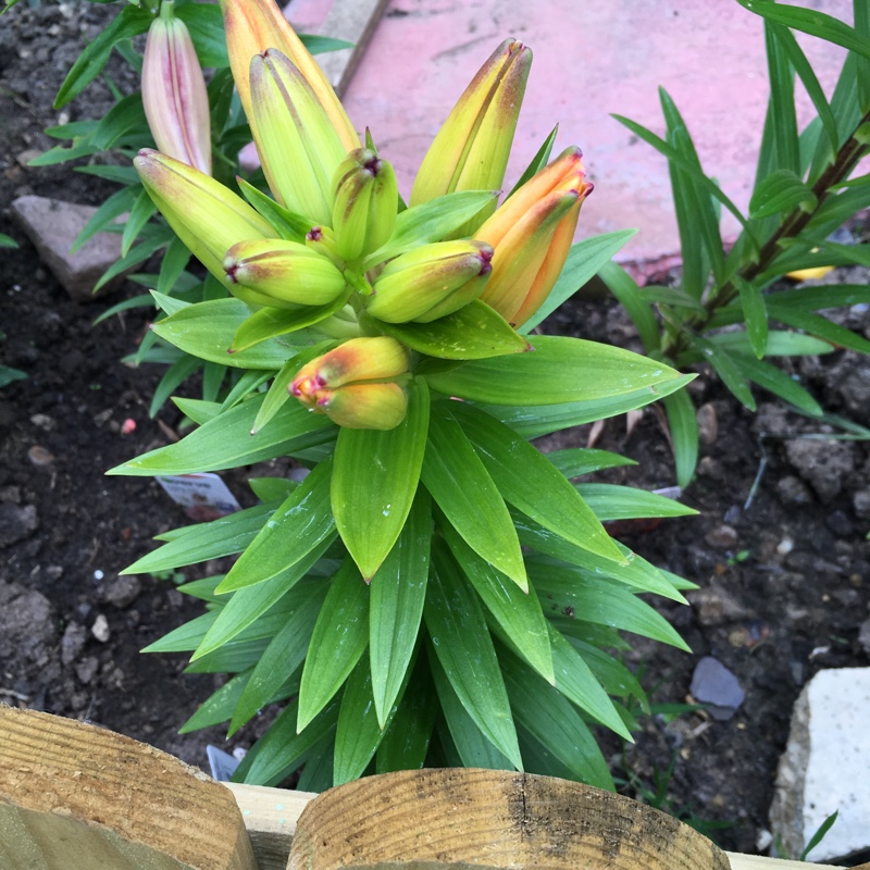 Lily Jumping Joy (Asiatic) in the GardenTags plant encyclopedia