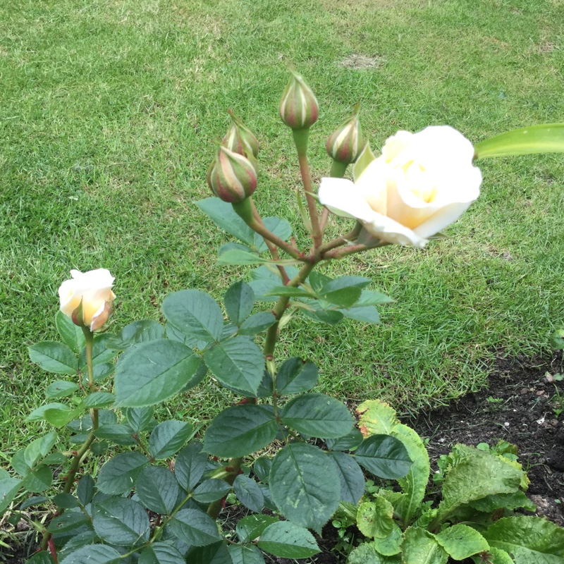 Floribunda Rose The Birthday Rose in the GardenTags plant encyclopedia