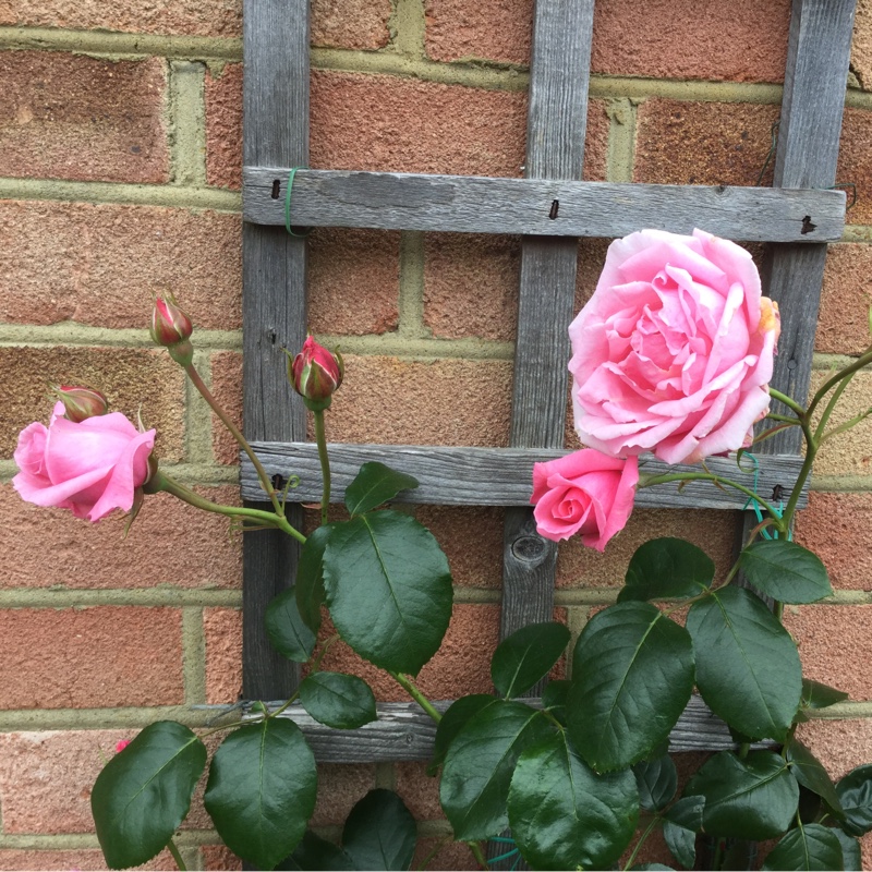 Rose Coral Dawn in the GardenTags plant encyclopedia