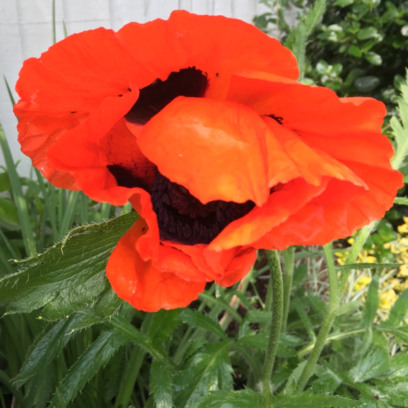 Oriental Poppy Brilliant in the GardenTags plant encyclopedia