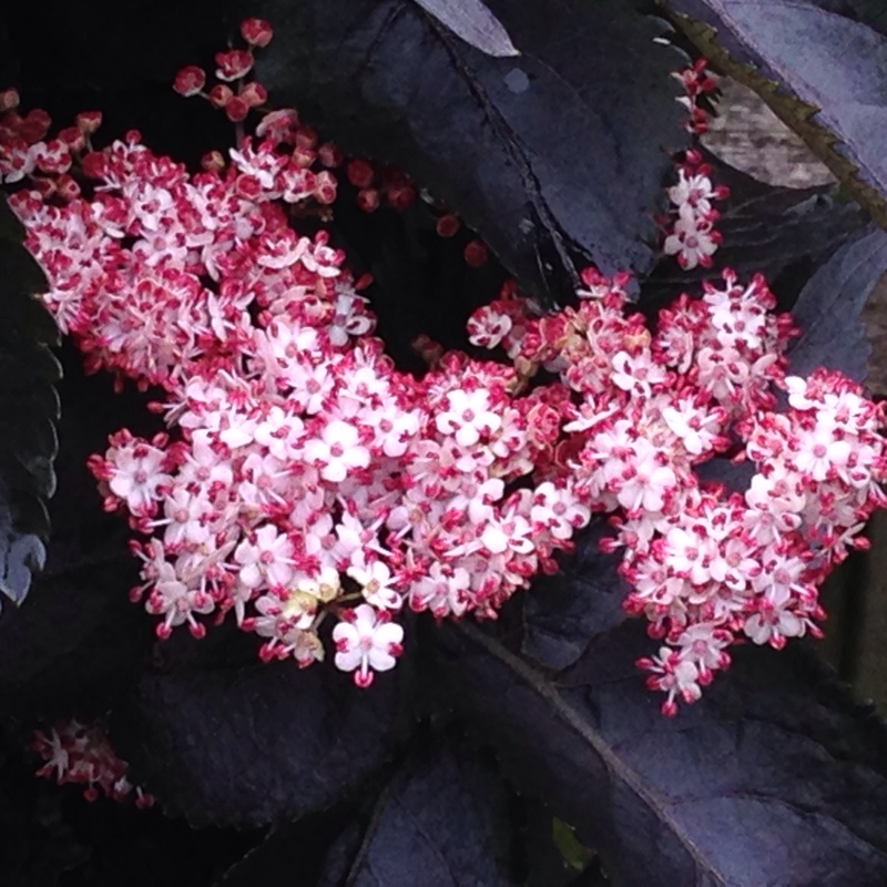 Elder Black Tower in the GardenTags plant encyclopedia